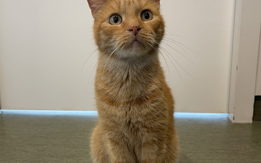 Rode Kater James, 11 jaar