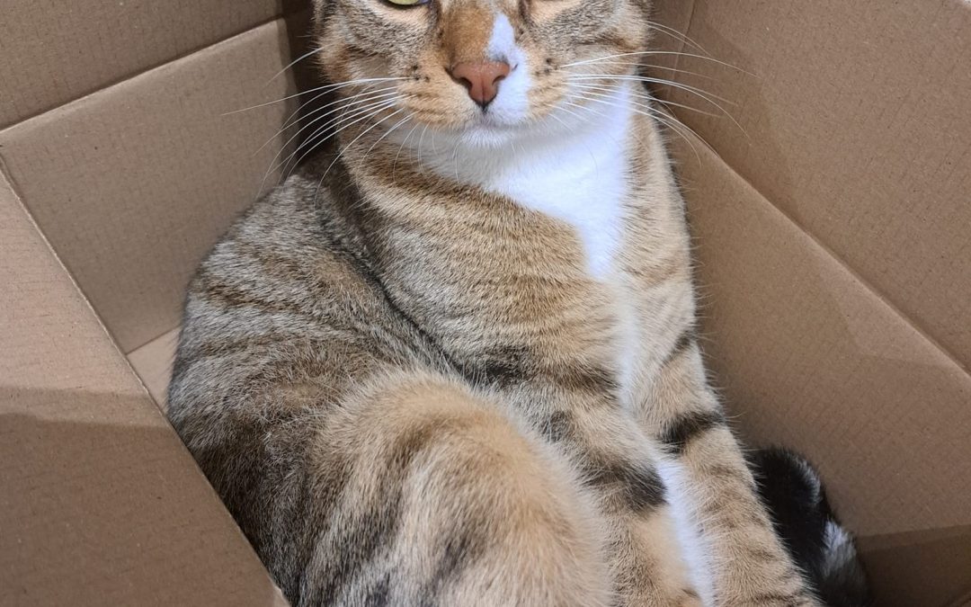 Kater Simba. Net verhuisd en is weten te ontsnappen